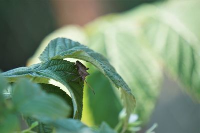 Close-up of insect on leaf