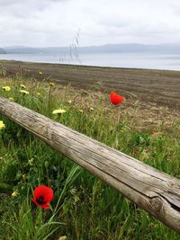 Red poppy flower on field against sky