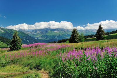 Scenic view of flowering plants on field against sky