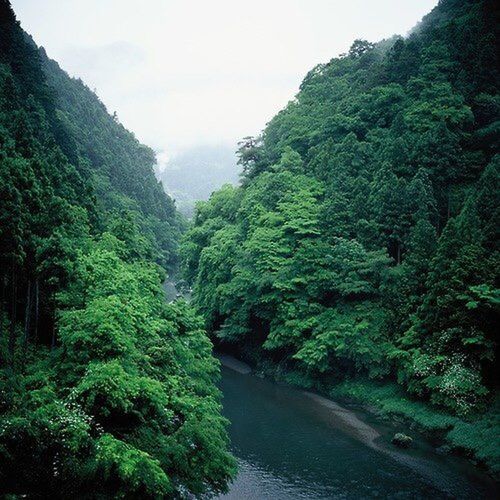 tree, water, tranquility, tranquil scene, scenics, beauty in nature, nature, mountain, green color, forest, sky, growth, lush foliage, river, non-urban scene, idyllic, day, green, waterfront, stream