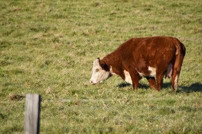 Cow grazing on field