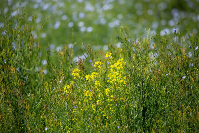 Close-up of yellow flowering plants on field