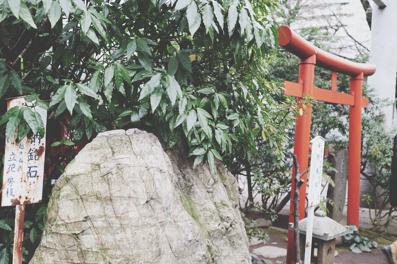 growth, tree, plant, nature, potted plant, green color, day, wall - building feature, outdoors, tree trunk, text, built structure, leaf, religion, stone wall, beauty in nature, tranquility, branch, no people, hanging