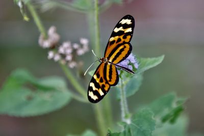 Close-up of butterfly pollinating flower