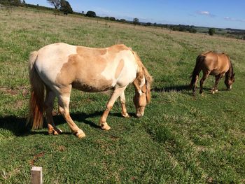 Horses grazing on field