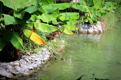 Plants floating on water