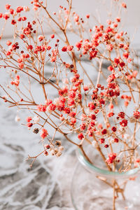 Gypsophila or baby's breath flowers beautiful pink flower blooming with soft light. selective 