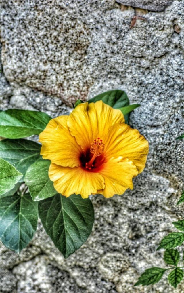 flower, petal, flower head, freshness, fragility, yellow, growth, single flower, beauty in nature, nature, close-up, blooming, pollen, plant, leaf, high angle view, stamen, in bloom, botany, outdoors