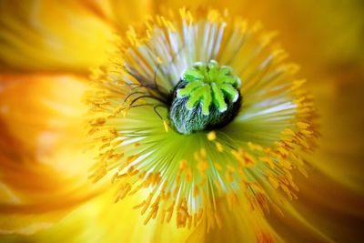 Close-up of yellow flowering plant