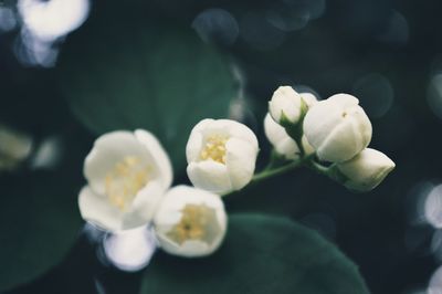 Close-up of white flowering plant