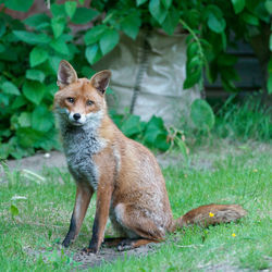 Urban fox in residential garden