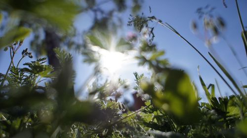 Low angle view of plants against sky