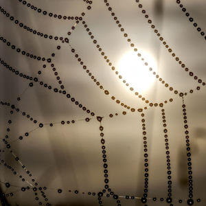 Close-up of spider web