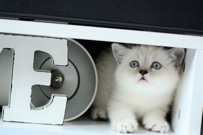 Close-up portrait of white cat british shorthair