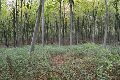 Trees growing in forest