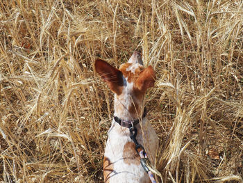 Close-up of a dog on field