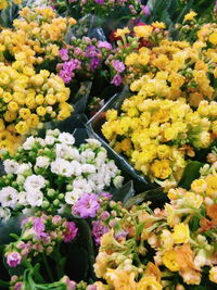 Full frame shot of colorful flowers