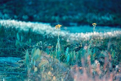 Close-up of grass on field