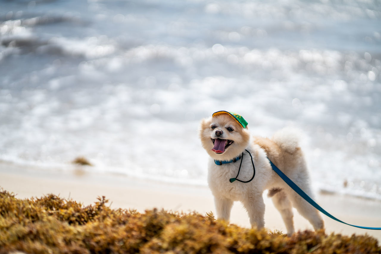 DOG STANDING IN A WATER