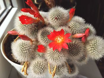 Close-up of cactus