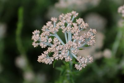 Close-up of flowering plant on field