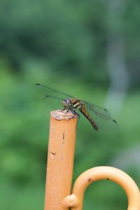 Close-up of insect on plant