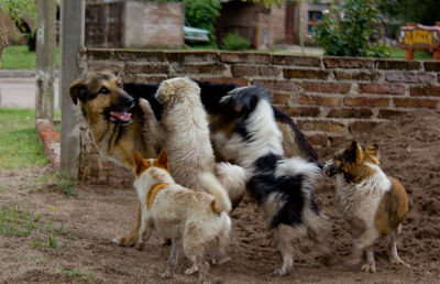 View of two dogs