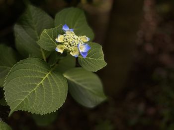 Close-up of purple flowering plant