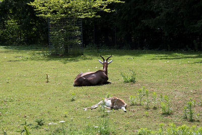 Deer in a forest