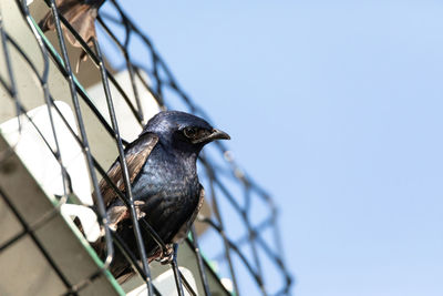 Low angle view of bird perching on fence against sky