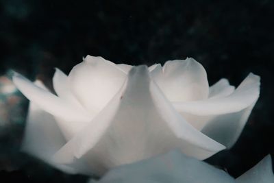 Close-up of white rose flower