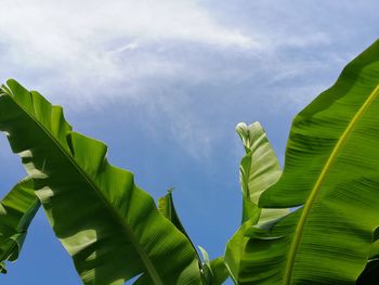 Low angle view of green banana tree leaves against sky