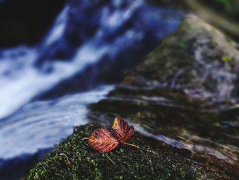 Close-up of autumn leaf in water