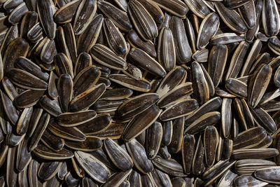 sunflower seed