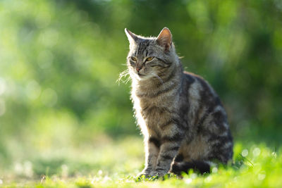 Cat sitting on a field