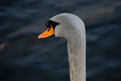 Close-up of swan