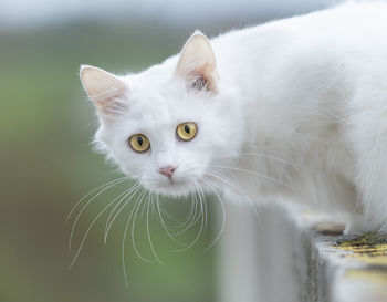 Close-up portrait of white cat