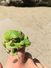 Close-up of hand holding leaf