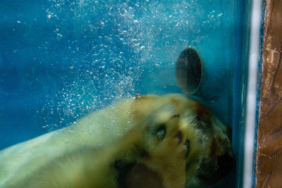 Close-up of cat swimming in sea