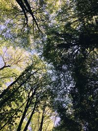 Low angle view of trees in forest against sky
