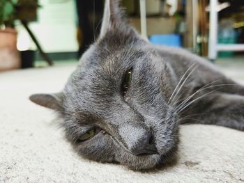 Close-up of cat sleeping