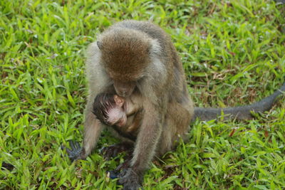 Jungle monkeys sit and eat on kembang island banjarmasin indonesia borneo island