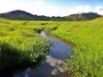 Scenic view of landscape