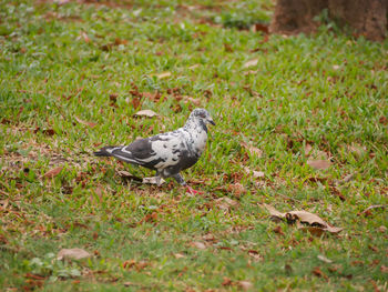 Side view of a bird on field