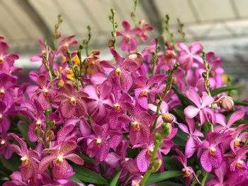 Close-up of pink flowers blooming outdoors