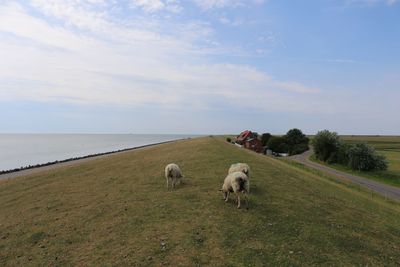 View of a sheep on the beach