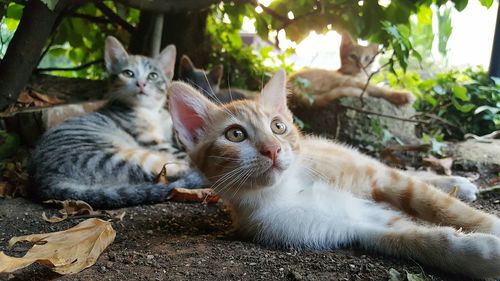 Portrait of kitten sitting outdoors