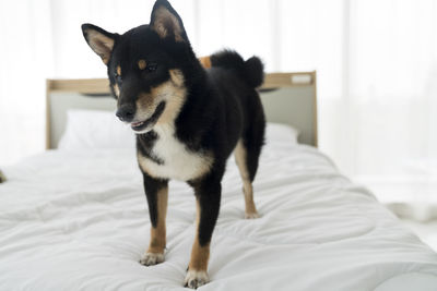 Dog looking away while sitting on bed at home