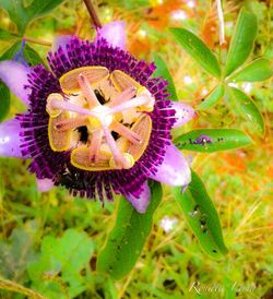 Close-up of purple flowers
