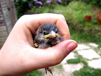 Close-up of human hand holding baby chicken